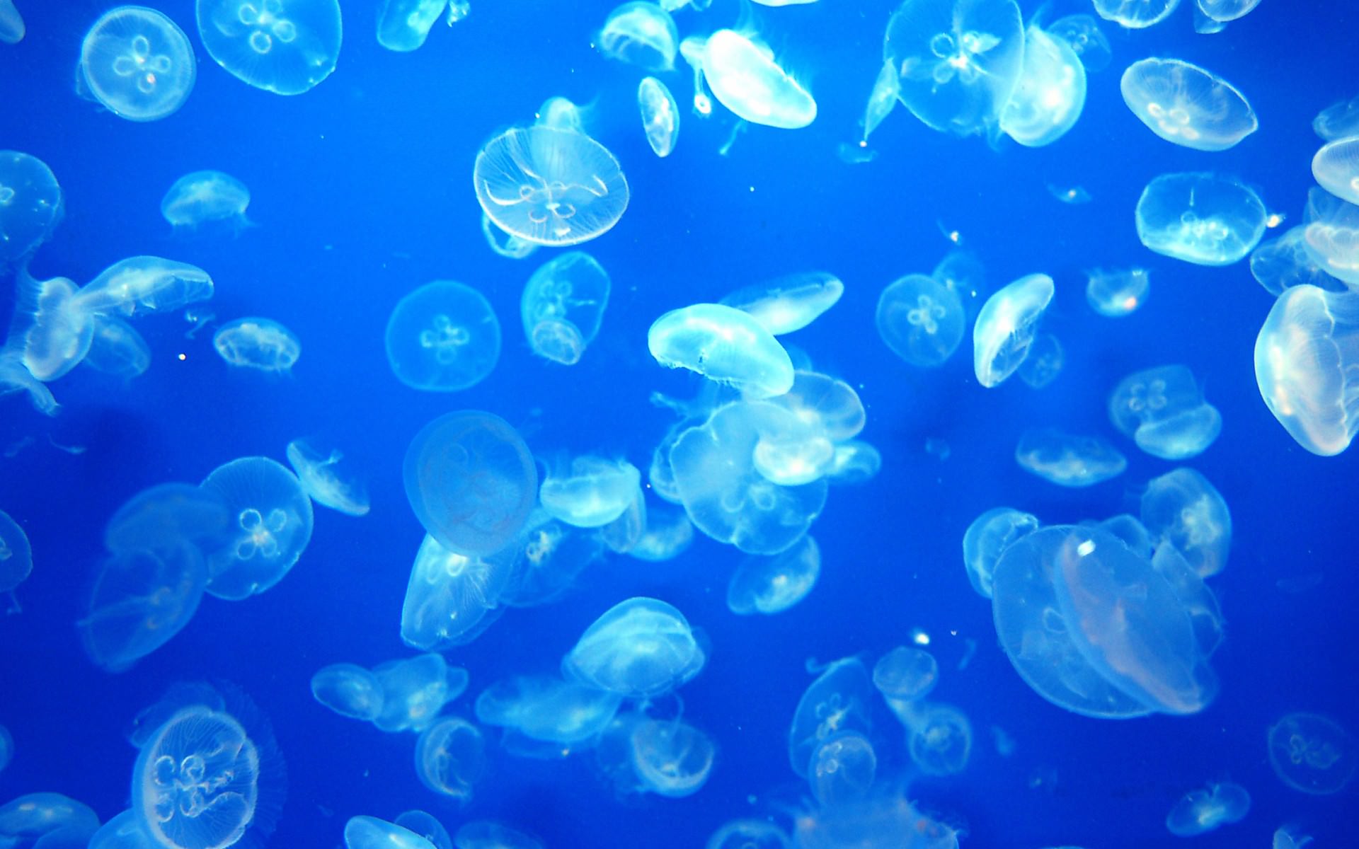 クラゲ Jellyfish Japaneseclass Jp
