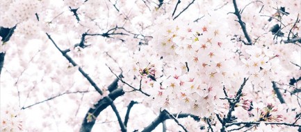 春 桜 ピンク 綺麗 Iphone6壁紙 Wallpaperbox