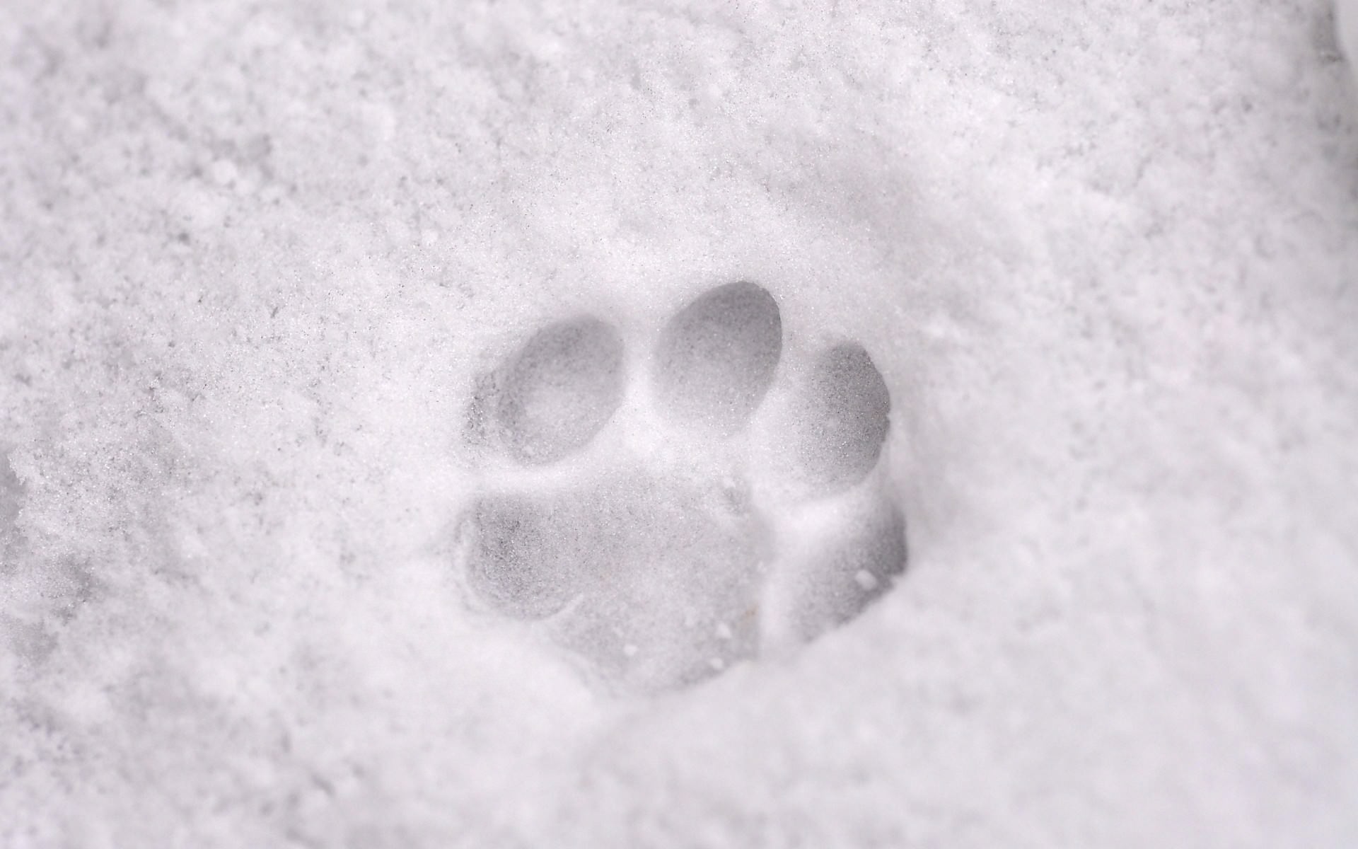 Следы 11 5. Следы на снегу. Собачьи следы на снегу. Следы лап на снегу. Следы кошки на снегу.