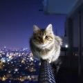 手摺に佇む猫 Androidスマホ用壁紙